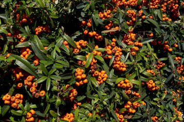 Pyracantha angustifolia dalına yaklaş