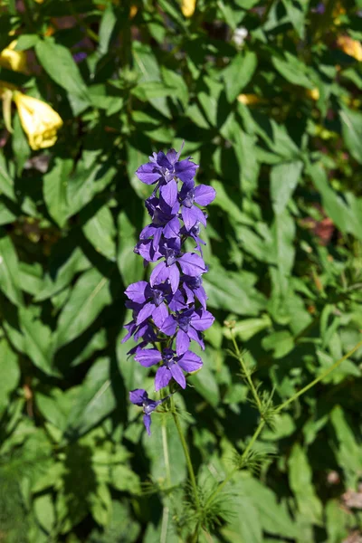 Consolida Ajacis Bloom — Stok fotoğraf