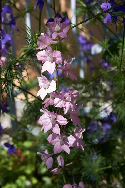 Consolida Ajacis Bloom — Stok fotoğraf