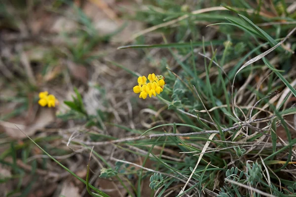 Coronilla Vaginalis Flower Leaves —  Fotos de Stock