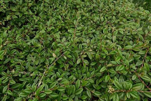 Cotoneaster Salicifolius Leaves Close —  Fotos de Stock