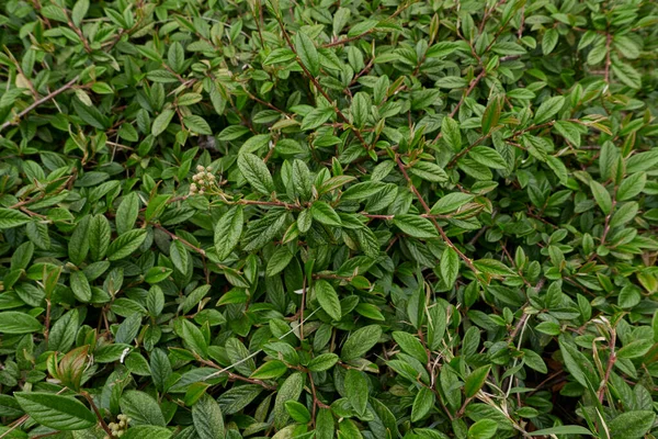 Cotoneaster Salicifolius Leaves Close —  Fotos de Stock