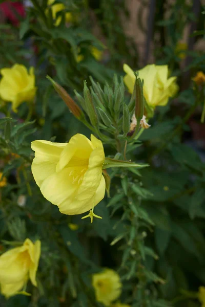 Oenothera Biennis Yellow Flowers — 图库照片
