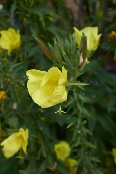 Oenothera Biennis Yellow Flowers — Stockfoto