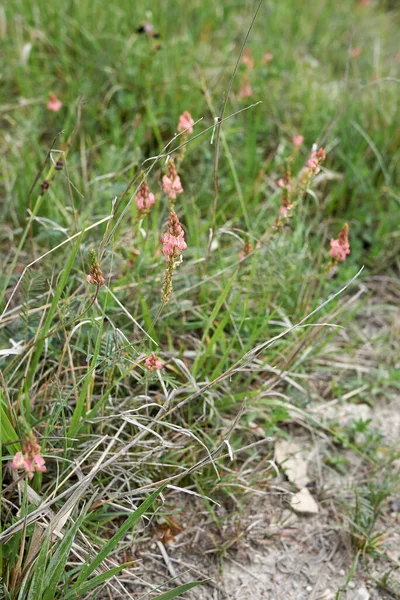 Onobrychis Viciifolia Pink Inflorescence —  Fotos de Stock