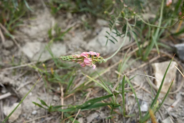 Onobrychis Viciifolia Pink Inflorescence —  Fotos de Stock