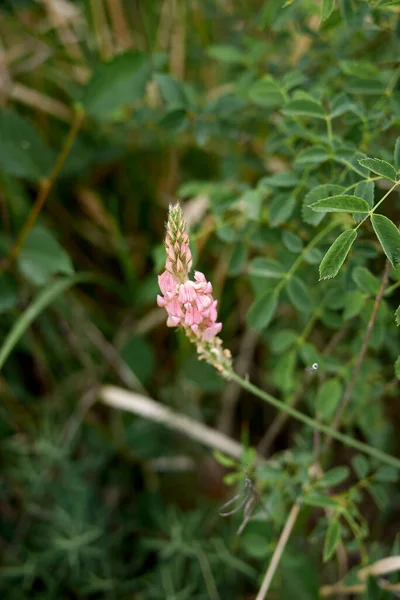 Onobrychis Viciifolia Roze Bloeiwijze — Stockfoto