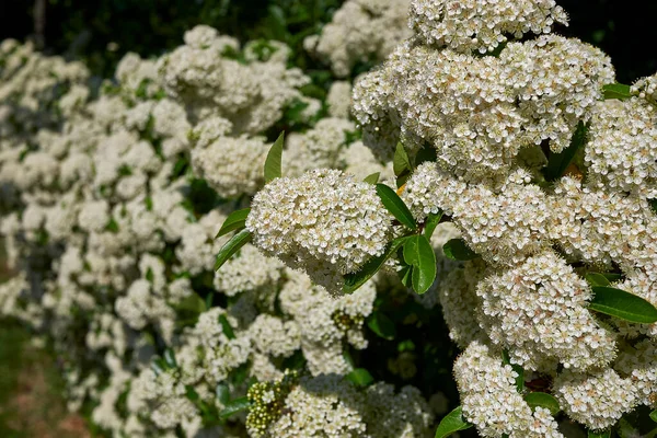 Pyracantha Shrub Bloom — Stockfoto