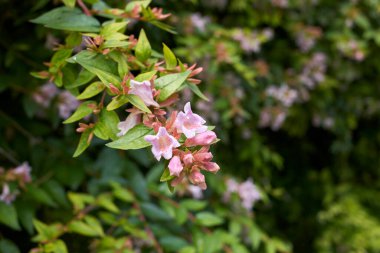 Abelia görkemli flora çiçek açtı.