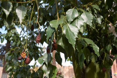 Brachychiton populneus branch with fruit