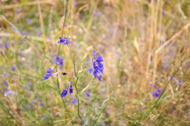 Consolida regalis bitkisinin mavi çiçekleri