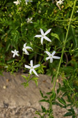 Jasminum azoricum çiçek açtı.