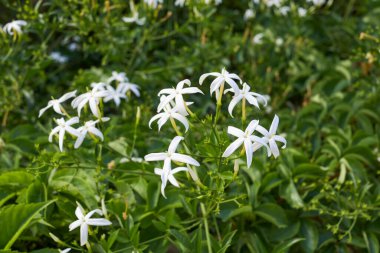 Jasminum azoricum çiçek açtı.