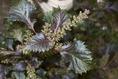 Perilla frutescens gevrek fabrikasını kapatın.