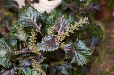 Perilla frutescens gevrek fabrikasını kapatın.