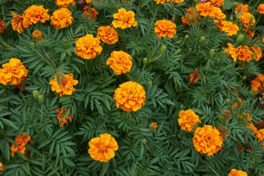 Tagetes red and orange flowers close up