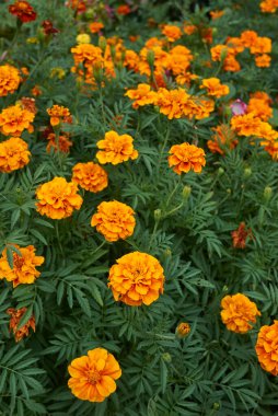 Tagetes red and orange flowers close up
