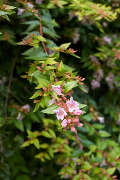 Abelia Grandiflora Arbuste Fleurs — Photo