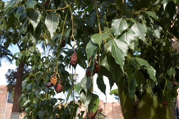 Brachychiton Populneus Branch Fruit — Foto de Stock
