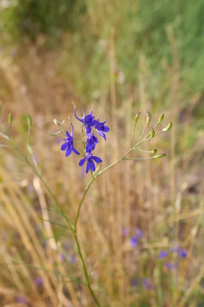 Blue Flowers Consolida Regalis Plant — 图库照片