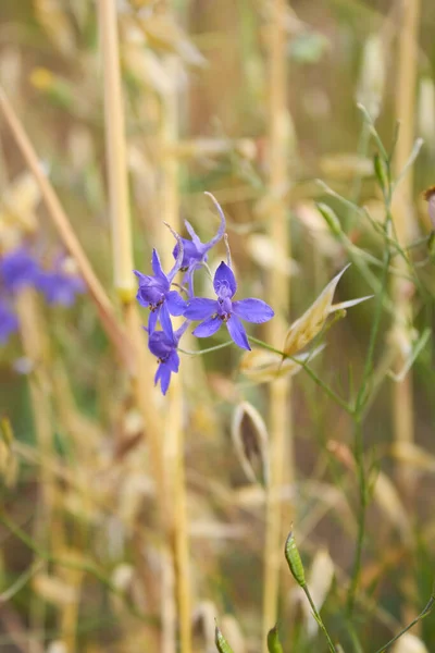 Modré Květy Rostliny Consolida Regalis — Stock fotografie