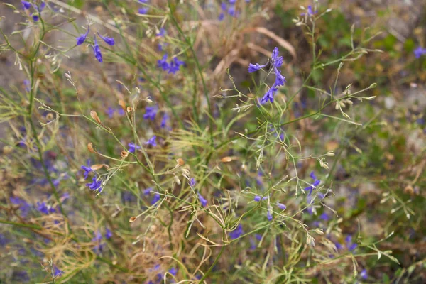 Blue Flowers Consolida Regalis Plant — Stock Fotó