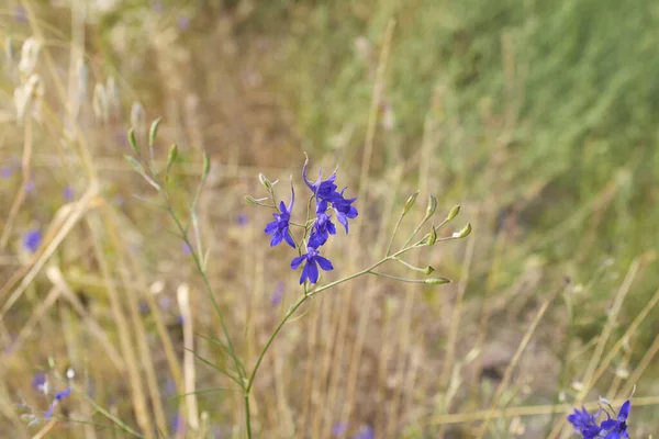 Blue Flowers Consolida Regalis Plant — Φωτογραφία Αρχείου