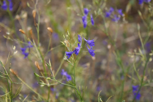 Blue Flowers Consolida Regalis Plant — Φωτογραφία Αρχείου