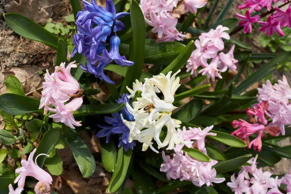 Hyacinthus Orientalis Barevné Květy — Stock fotografie