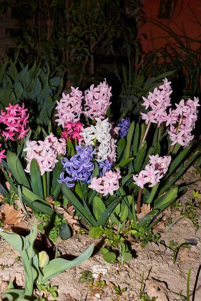 Hyacinthus Orientalis Färgglada Blommor — Stockfoto