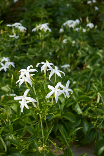 Jasminum Azoricum Bloom — Stockfoto