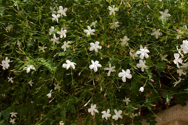 Jasminum grandiflorum çiçek açtı
