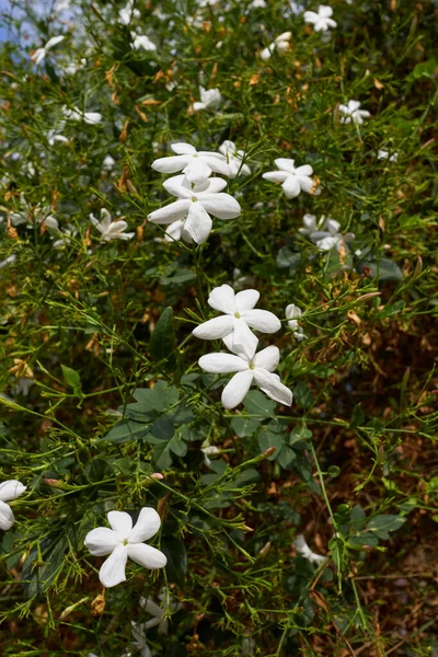 Jasminum Grandiflorum Flor —  Fotos de Stock