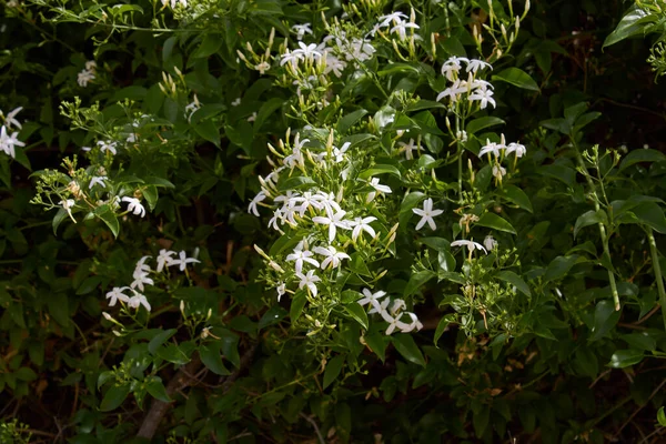 Jasminum Azoricum Bloom — Stockfoto