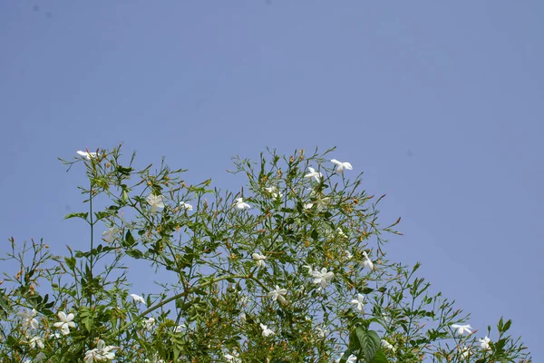 Jasminum Grandiflorum Bloom — Stock Photo, Image