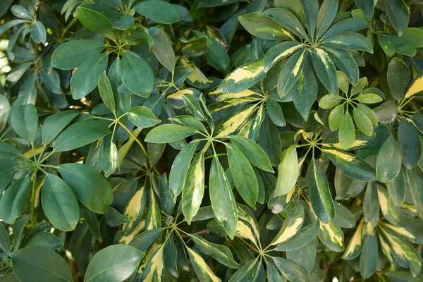 Schefflera Arboricola Textured Foliage —  Fotos de Stock