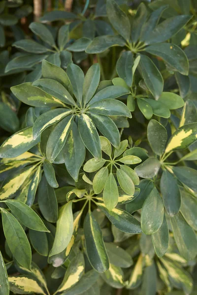 Schefflera Arboricola Textured Foliage — Stok fotoğraf