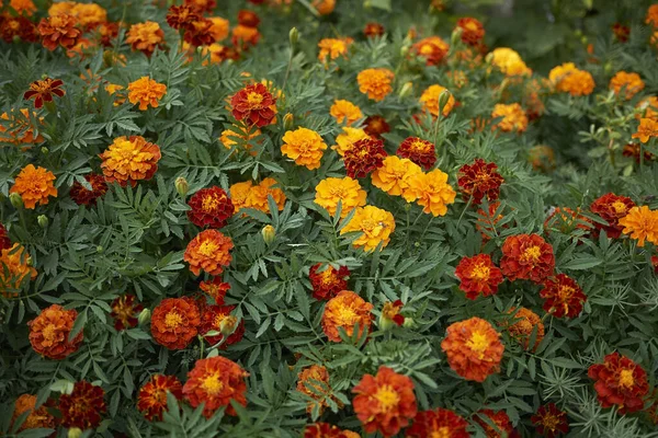 Tagetes Red Orange Flowers Close — Stockfoto