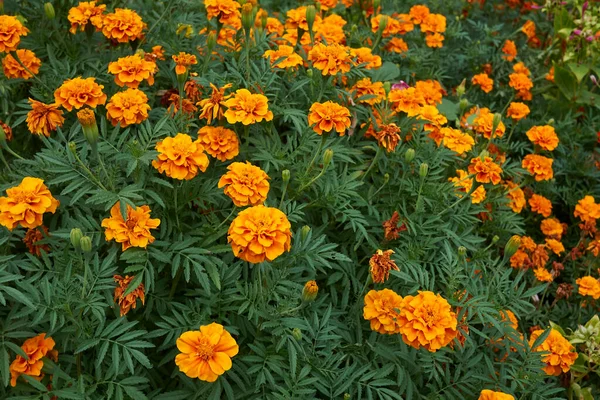 Tagetes Red Orange Flowers Close — Photo