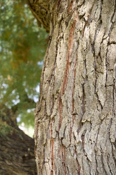 Tamarix Gallica Textured Trunk — Stockfoto