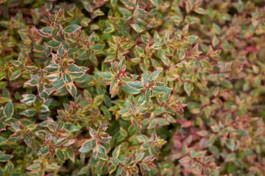 Abelia Grandiflora Keleidoscope Manzarası