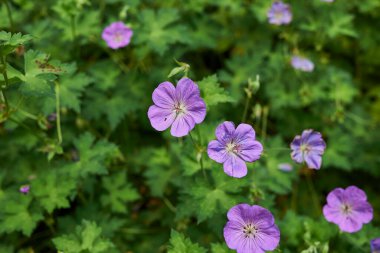 Sardunya çiçek açtı.