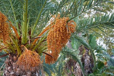View of Phoenix canariensis palms