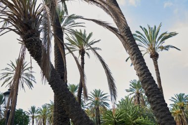 Bir süs bahçesinde Phoenix Dactylifera palmiyeleri