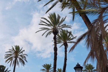 Bir süs bahçesinde Phoenix Dactylifera palmiyeleri