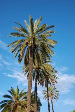Bir süs bahçesinde Phoenix Dactylifera palmiyeleri