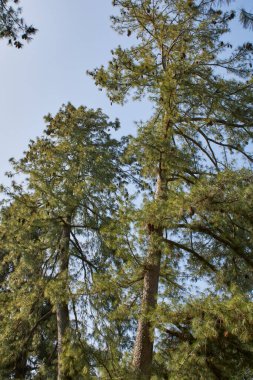 Pinus strobus tree silhouette