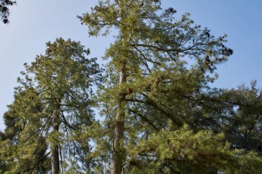 Pinus strobus tree silhouette