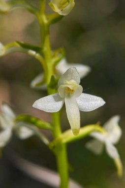 Platanthera bifolia çiçeği yaklaş