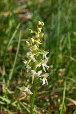 Platanthera bifolia çiçeği yaklaş